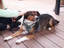 MILO, Hund, Terrier-Mix in Maisach - Bild 16