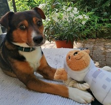 MILO, Hund, Terrier-Mix in Maisach - Bild 20