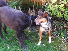 MILO, Hund, Terrier-Mix in Maisach - Bild 21