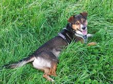 MILO, Hund, Terrier-Mix in Maisach - Bild 22