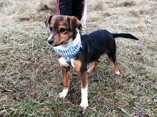 MILO, Hund, Terrier-Mix in Maisach - Bild 25