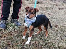 MILO, Hund, Terrier-Mix in Maisach - Bild 27