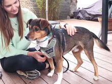 MILO, Hund, Terrier-Mix in Maisach - Bild 4