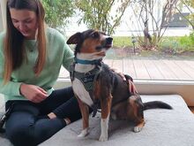 MILO, Hund, Terrier-Mix in Maisach - Bild 8