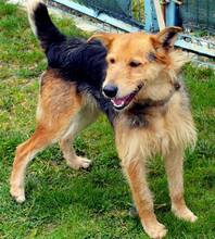 BENTLY, Hund, Mischlingshund in Kroatien - Bild 1
