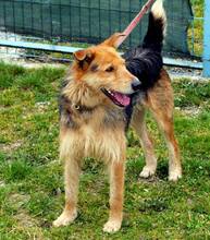 BENTLY, Hund, Mischlingshund in Kroatien - Bild 4