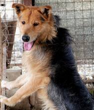 BENTLY, Hund, Mischlingshund in Kroatien - Bild 5