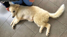 ALBAAUSLANUSEI, Hund, Mischlingshund in Harsewinkel - Bild 10