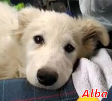 ALBAAUSLANUSEI, Hund, Mischlingshund in Harsewinkel - Bild 3