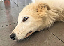 ALBAAUSLANUSEI, Hund, Mischlingshund in Harsewinkel - Bild 9