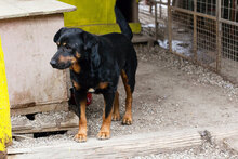 BRAVEHEART, Hund, Rottweiler-Mix in Kroatien - Bild 4