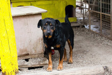 BRAVEHEART, Hund, Rottweiler-Mix in Kroatien - Bild 5