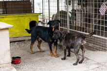 BRAVEHEART, Hund, Rottweiler-Mix in Kroatien - Bild 6