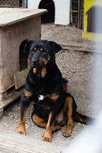 BRAVEHEART, Hund, Rottweiler-Mix in Kroatien - Bild 8
