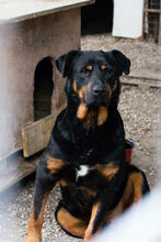 BRAVEHEART, Hund, Rottweiler-Mix in Kroatien - Bild 9