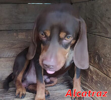 ALCATRAZ, Hund, Mischlingshund in Italien - Bild 1