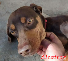 ALCATRAZ, Hund, Mischlingshund in Italien - Bild 2