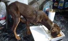 ALCATRAZ, Hund, Mischlingshund in Italien - Bild 6