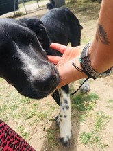 BONO, Hund, Herdenschutzhund-Mix in Griechenland - Bild 1
