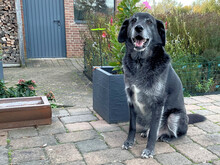 CESARE, Hund, Mischlingshund in Italien - Bild 4