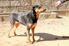 PEPA, Hund, Mischlingshund in Italien - Bild 11