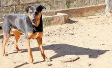 PEPA, Hund, Mischlingshund in Italien - Bild 12