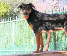 PEPA, Hund, Mischlingshund in Italien - Bild 13