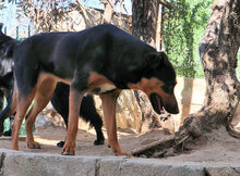 PEPA, Hund, Mischlingshund in Italien - Bild 14