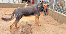 PEPA, Hund, Mischlingshund in Italien - Bild 7