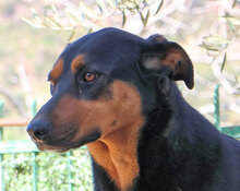 PEPA, Hund, Mischlingshund in Italien - Bild 9