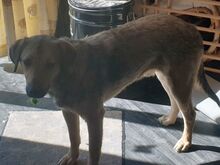 ALVI, Hund, Mischlingshund in Welver - Bild 12