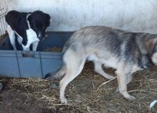 ALVI, Hund, Mischlingshund in Welver - Bild 23