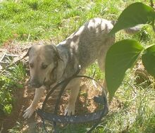 ALVI, Hund, Mischlingshund in Welver - Bild 6