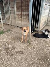 PISOLO, Hund, Mischlingshund in Italien - Bild 3