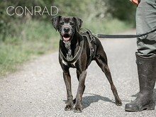 CONRAD, Hund, Magyar Vizsla-Pointer-Mix in Ungarn - Bild 3