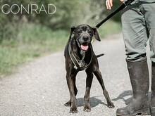 CONRAD, Hund, Magyar Vizsla-Pointer-Mix in Ungarn - Bild 4