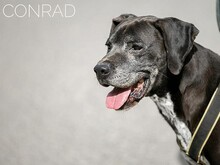 CONRAD, Hund, Magyar Vizsla-Pointer-Mix in Ungarn - Bild 5