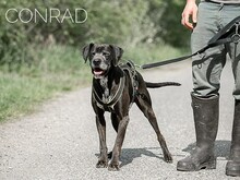CONRAD, Hund, Magyar Vizsla-Pointer-Mix in Ungarn - Bild 6