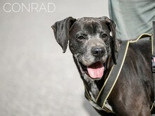 CONRAD, Hund, Magyar Vizsla-Pointer-Mix in Ungarn - Bild 7