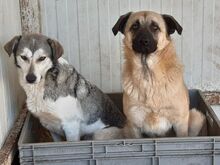 HEIKO, Hund, Mischlingshund in Welver - Bild 16