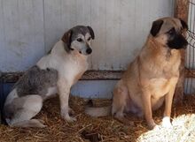 HEIKO, Hund, Mischlingshund in Welver - Bild 17