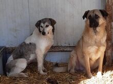 HEIKO, Hund, Mischlingshund in Welver - Bild 18