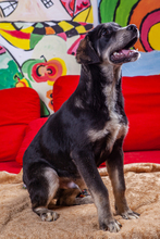 TIMBER, Hund, Mischlingshund in Kroatien - Bild 4