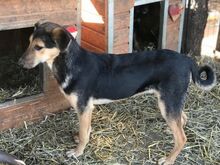 CHIPS, Hund, Mischlingshund in Rumänien - Bild 2