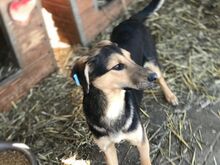 CHIPS, Hund, Mischlingshund in Rumänien - Bild 3