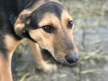 CHIPS, Hund, Mischlingshund in Rumänien - Bild 4