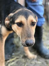CHIPS, Hund, Mischlingshund in Rumänien - Bild 5