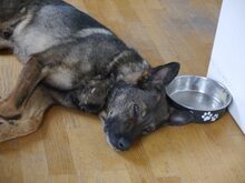 SOLO, Hund, Hollandse Herder-Schäferhund-Mix in Uebeschi - Bild 20