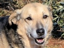 REED, Hund, Mischlingshund in Griechenland - Bild 1