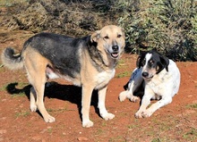 REED, Hund, Mischlingshund in Griechenland - Bild 10